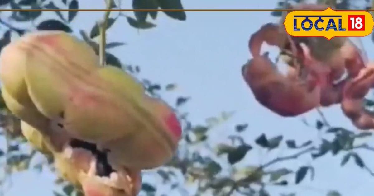 जो जानता है, वही ले पता है ‘जंगली जलेबी’ के फायदे, अनोखे फल से दूर होती हैं कई बीमारियां