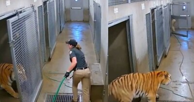  शेर के पिंजरे का खुला गेट लड़की ने ऐसे बचाई जान(फोटो:X-@MuseIsOnX)