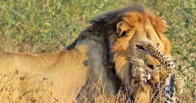 क्रूगर पार्क में दिल दहला देने वाला मंजर: शेर ने तेंदुए के बच्चे को दबोचा, मां बेबस देखती रही.