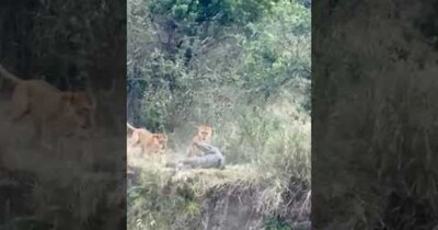 मौत के मुंह में कूदा मगरमच्छ, शेरों के झुंड ने पानी के राजा को जमीन पर ऐसे घेरा