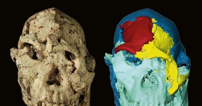 बाईं ओर: ओरिजिनल लिटिल फुट स्कल. बीच में: डिजिटल मॉडल, जिसमें अलग-अलग ब्लॉक अलग-अलग रंगों में हाइलाइट किए गए हैं. (क्रेडिट : Amélie Beaudet)