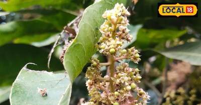 आम की मटर बराबर बौर.