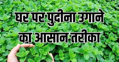 Grow Fresh Mint at Home: Easy Cutting Method Saves Money All Summer