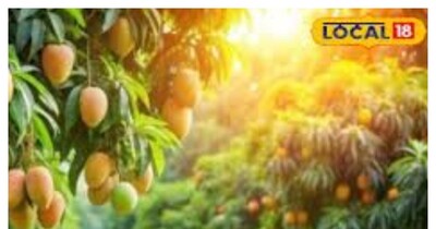 आम का बगीचा