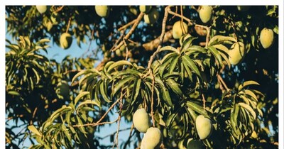 फलों से लदे आम के पेड़