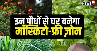  मच्छर और अन्य कीट-मकोड़े इन पौधों की खुशबू से भागते हैं. 