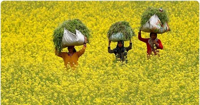 सरसों की एमएसपी पर 'आप' ने हरियाणा पर हमला बोला.