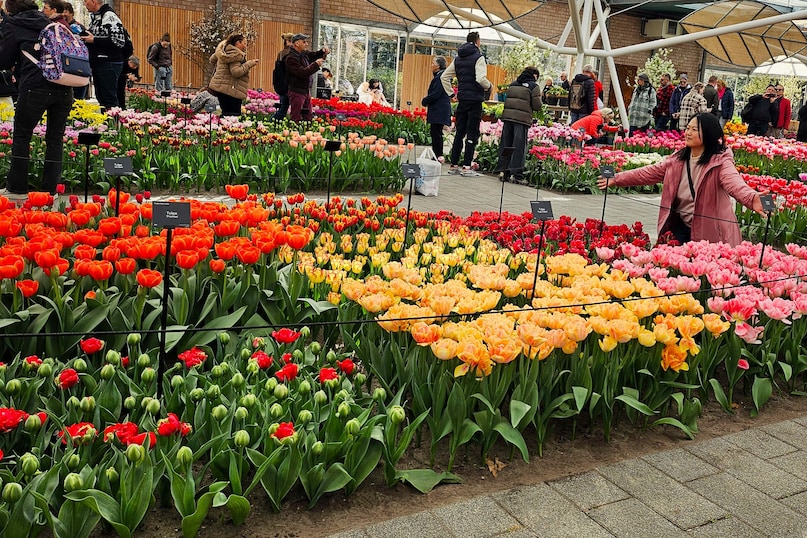 Netherlands Tulips 36534 2026 03 5801c6ac12547915a90e2049d6d3c622 scaled