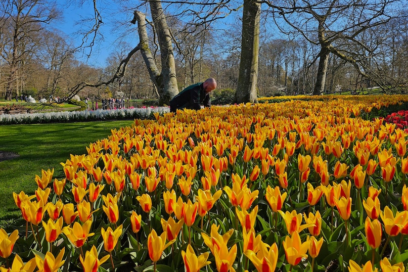 Netherlands Tulips 88257 2026 03 c8232ed231747ced25b4e62e315350ea scaled