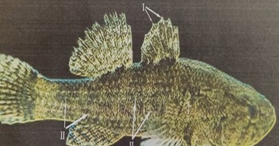 वैज्ञानिकों को पहली बार यह मछली मिली है. 