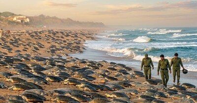 ओडिशा के इस तट पर क्यों लग गया लॉकडाउन? बीच पर कौन स्पेशल मेहमान आए हैं? 