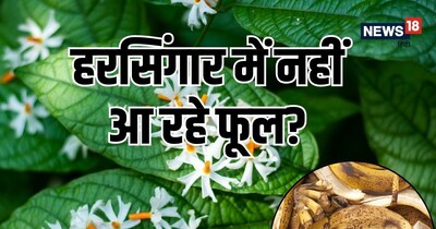 हरसिंगार को फूलों से लादने के लिए सबसे ज्यादा पोटेशियम की आवश्यकता होती है.
