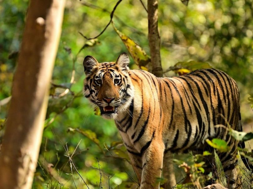 Pilibhit Tiger Reserve 2026 03 1e0c216189100099d49a85e1b387c684