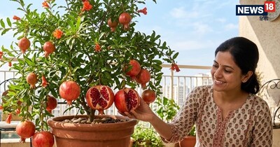 अगर आप भी अपनी छत या बालकनी में अनार उगाना चाहते हैं, तो यह 'स्टेप-बाय-स्टेप' गाइड आपके बहुत काम आएगी.