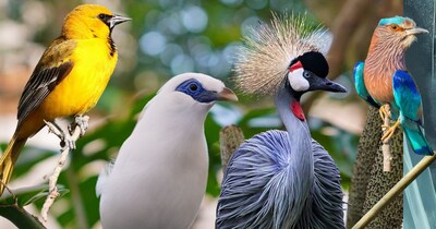 भारत में मिलने वाली नायाब चिड़ियां. 