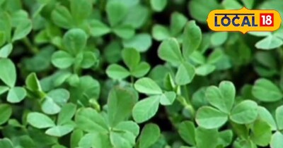 मेथी खेती टिप्स.