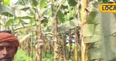 ₹16 के पौधे से ₹3 लाख मुनाफा! किसान ने बताया केले की खेती का सीक्रेट.