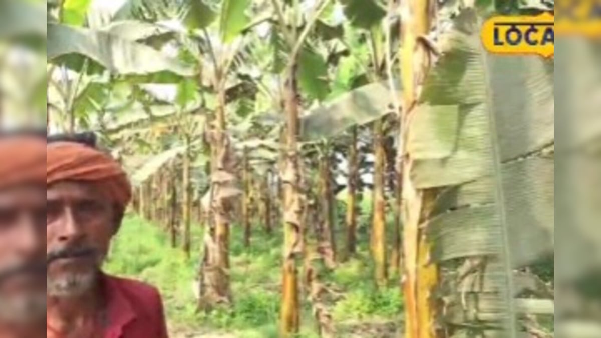Video: 16 रुपये का पौधा, लाखों की कमाई! किसान ने बताया केले की खेती से ₹3 लाख मुनाफा कमाने का सीक्रेट