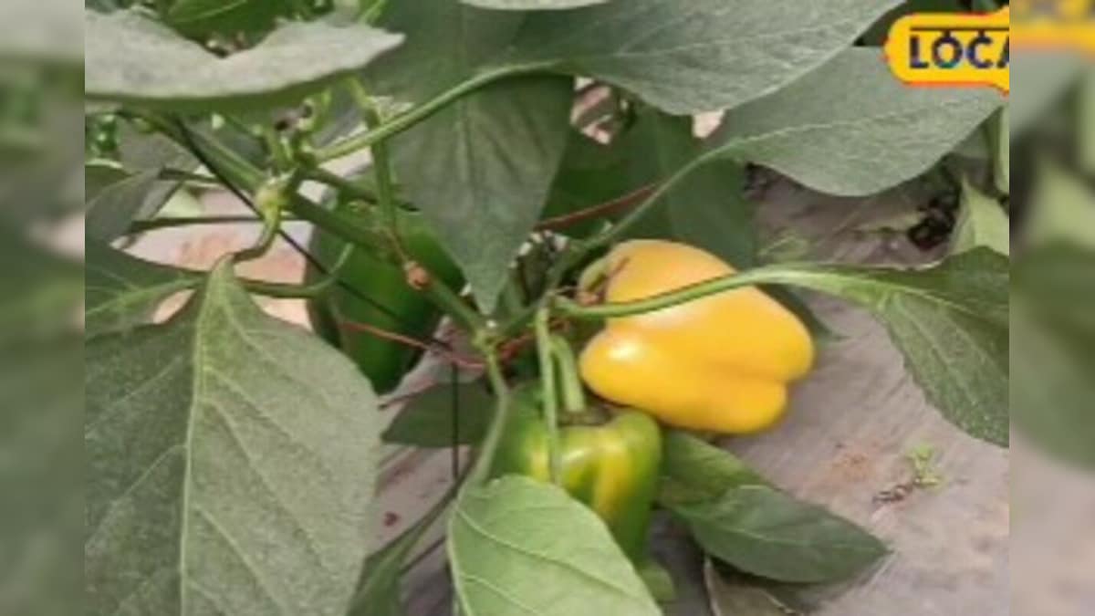 कमाल है इंडो-इजरायल तकनीक! आम मिर्च से 4 गुना ज्यादा दाम, एक बार लगाकर 8 महीने तक बरसेंगे पैसे – News18 हिंदी