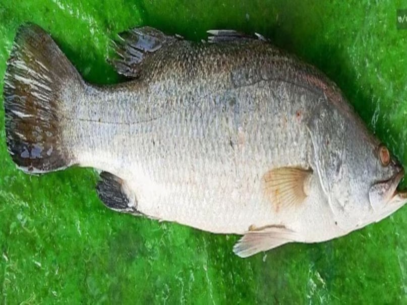 यहां जिस मछली का नाम बताया जा रहा है उसे बिहार में बहुत अच्छा नहीं माना जाता है लेकिन इसमें पौष्टिक तत्व का खजाना पाया जाता है. दक्षिण भारत में इस मछली का नाम पावलप्पराई है. इसे बिहार और बंगाल में तिलापिया के नाम से जाना जाता है. यह मछली मुख्य रूप से भारतीय तटीय जलक्षेत्र में पाई जाती है. आइए आज इस रिपोर्ट में पावलप्पराई मछली के फायदों के बारे में जानते हैं.