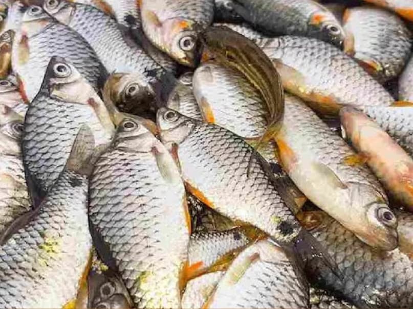 तिलापिया या पावलप्पराई मछली का साइज 1 किलो के आसपास होता है. यह बेहद मुलायम मांस के लिए प्रसिद्ध है. इसे कभी-कभी मालाबार किंगफिश भी कहा जाता है. डॉ. बी.डी. पाठक बताते हैं, तिलापिया प्रोटीन का अच्छा स्रोत है और इसमें वसा बहुत कम होती है. यह मांस से भी अधिक पौष्टिक है. इसलिए इस मछली को श्रेष्ठ और स्वास्थ्यवर्धक मानी जाती है. तिलापिया में सोडियम और कैलोरी भी कम होती है और कुल वसा की मात्रा भी कम होती है. इसके अलावा जो इसकी सबसे ज्यादा पौष्टिकता वाली बात है वह यह है कि तिलापिया में ओमेगा-3 और ओमेगा-6 फैटी एसिड होते हैं, जो हमारे हार्ट, आंखों और जोड़ों की हेल्थ के लिए बहुत फायदेमंद है.