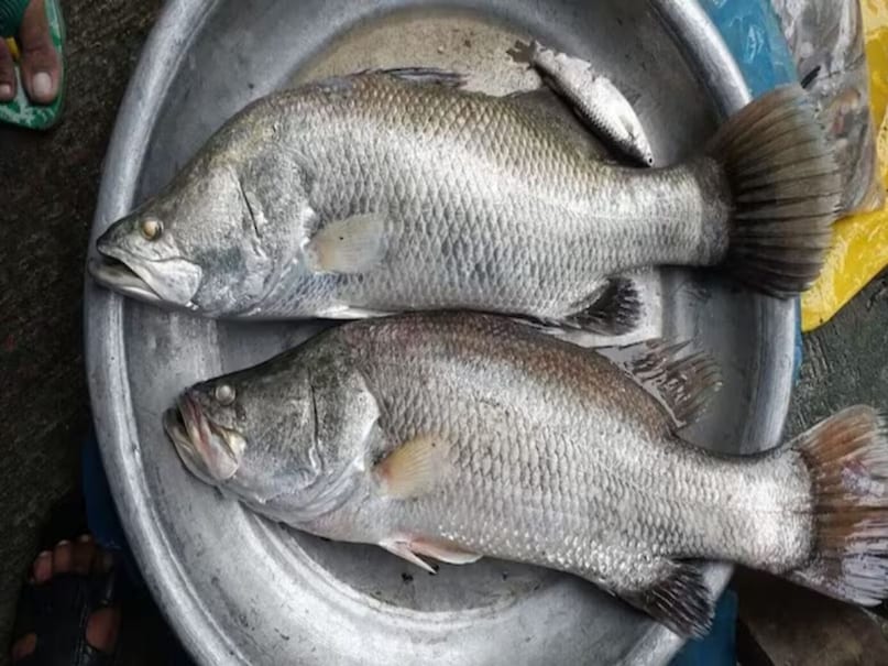 वैसे तो सबसे ज्यादा ओमेगा 3 फैटी एसिड सैल्मन मछली में पाई जाती है लेकिन तिलापिया में भी कम ओमेगा 3 फैटी एसिड नहीं पाया जाता है. तिलापिया ओमेगा 3 फैटी एसिड का शानदार स्रोत है. डॉक्टरों के मुताबिक तिलापिया मछली खाने से सूजन कम होती है. यह ओमेगा-3 फैटी एसिड से भरपूर होती है, जो ट्राइग्लिसराइड के स्तर को कम करने में सहायक होते हैं. इसके अलावा, यह मछली धमनियों में प्लाक जमने की प्रक्रिया को भी धीमा करती है.