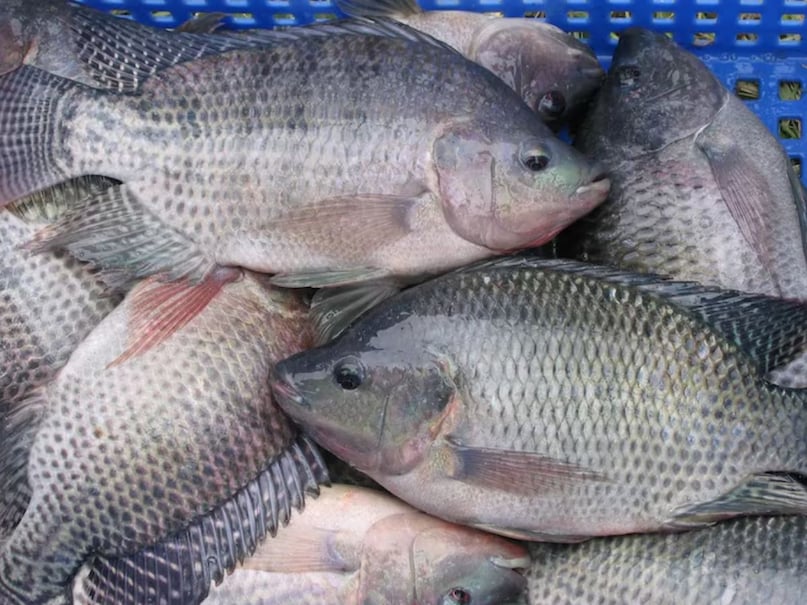 अध्ययनों से पता चला है कि प्रतिदिन कम से कम 250 मिलीग्राम ओमेगा-3 का सेवन करने से हार्ट डिजीज से होने वाली मौत का खतरा 35 प्रतिशत तक कम हो जाता है. इसलिए तिलापिया मछली का नियमित सेवन आपके हार्ट को हेल्दी रखने में सहायक होता है. इतना ही नहीं, डॉक्टरों का कहना है कि इस मछली में मौजूद फैटी एसिड गठिया के लक्षणों को कम करते हैं और अवसाद व याददाश्त कमजोर होने जैसे लक्षणों से बचाव करते हैं. पावलप्पराई मछली संतृप्त और पॉलीअनसैचुरेटेड फैटी एसिड से भरपूर होती है, जो कोलेस्ट्रॉल के स्तर को कम करने और हृदय स्वास्थ्य को बेहतर बनाने में सहायक होती है. इस मछली का नियमित सेवन स्ट्रोक और दिल के दौरे के खतरे को कम करता है.