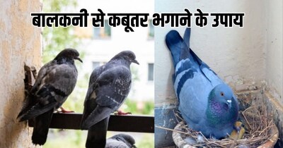 বারান্দা থেকে পায়রা তাড়ান! এই সহজ কৌশলগুলি ব্যবহার করে সুস্থ থাকুন.