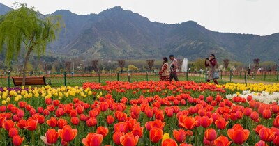 सोमवार से आम लोगों के लिए खुलेगा कश्मीर का ट्यूलिप गार्डेन. (फोटो: पीटीआई)