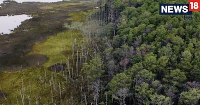 घोस्ट फॉरेस्ट 