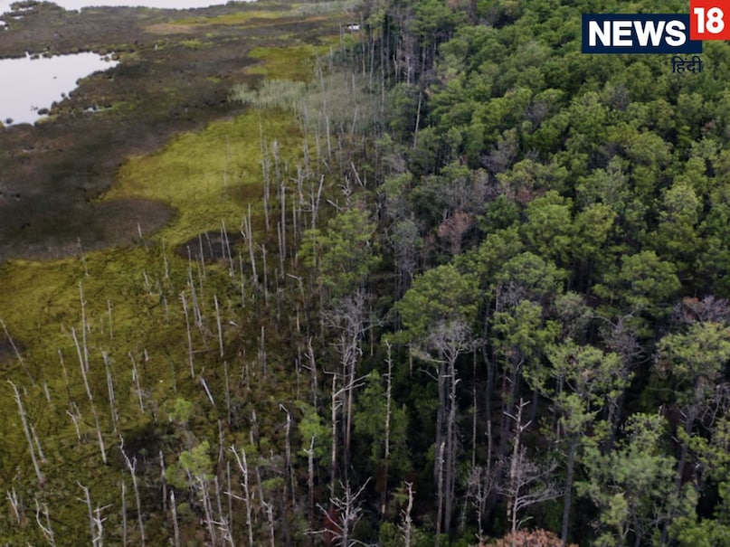 घोस्ट फॉरेस्ट घोस्ट फॉरेस्ट