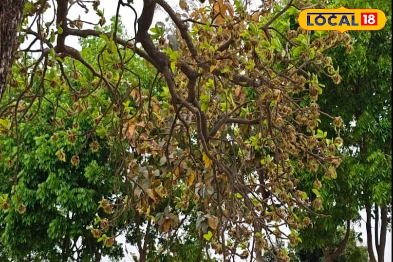 স্বাস্থ্য