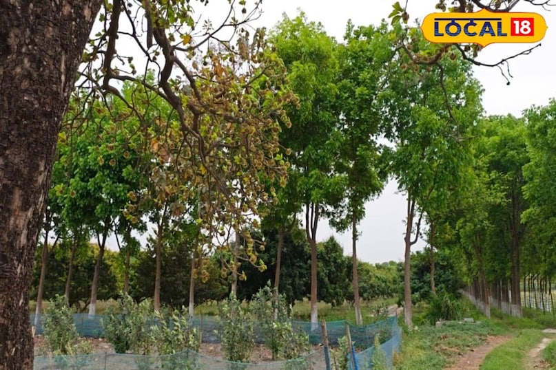 স্বাস্থ্য