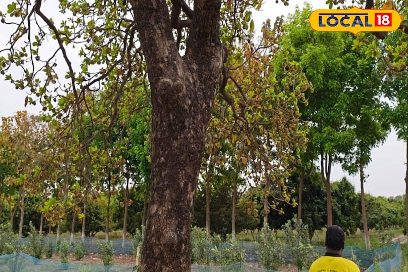 স্বাস্থ্য