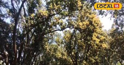 आम के पेड़ पर लगे बौर