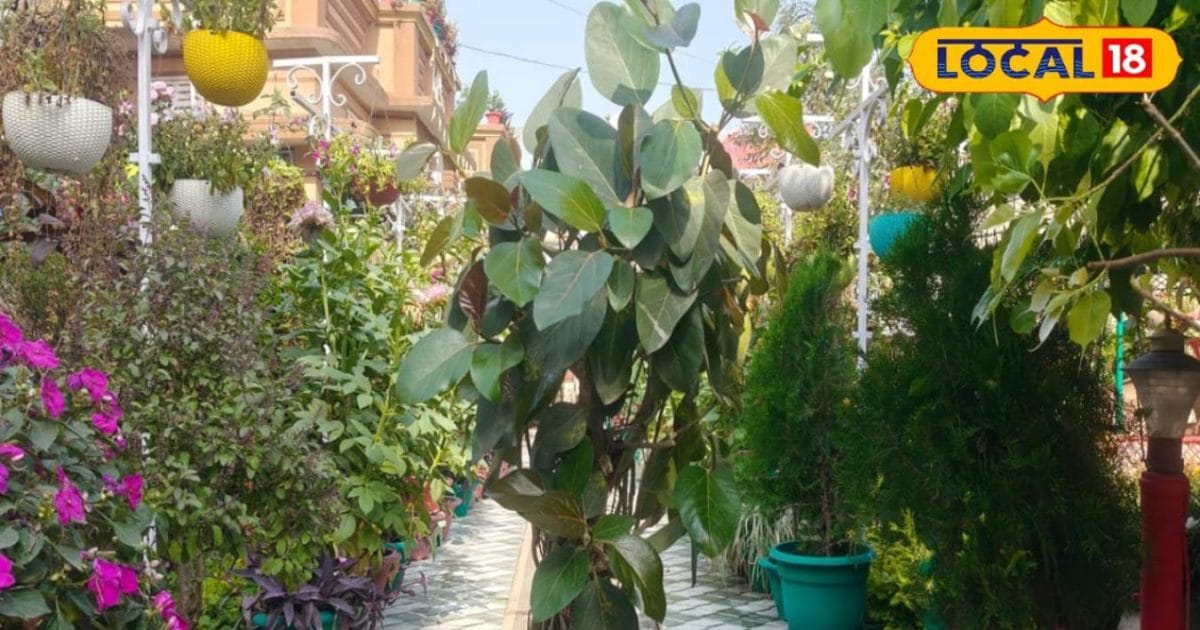 पूजा से सजावट तक, बोनसाई पौधों की डिमांड बढ़ी, किसानों के लिए नया बिजनेस