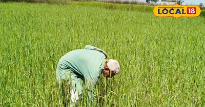 काला गेहूं की जैविक खेती करता किसान