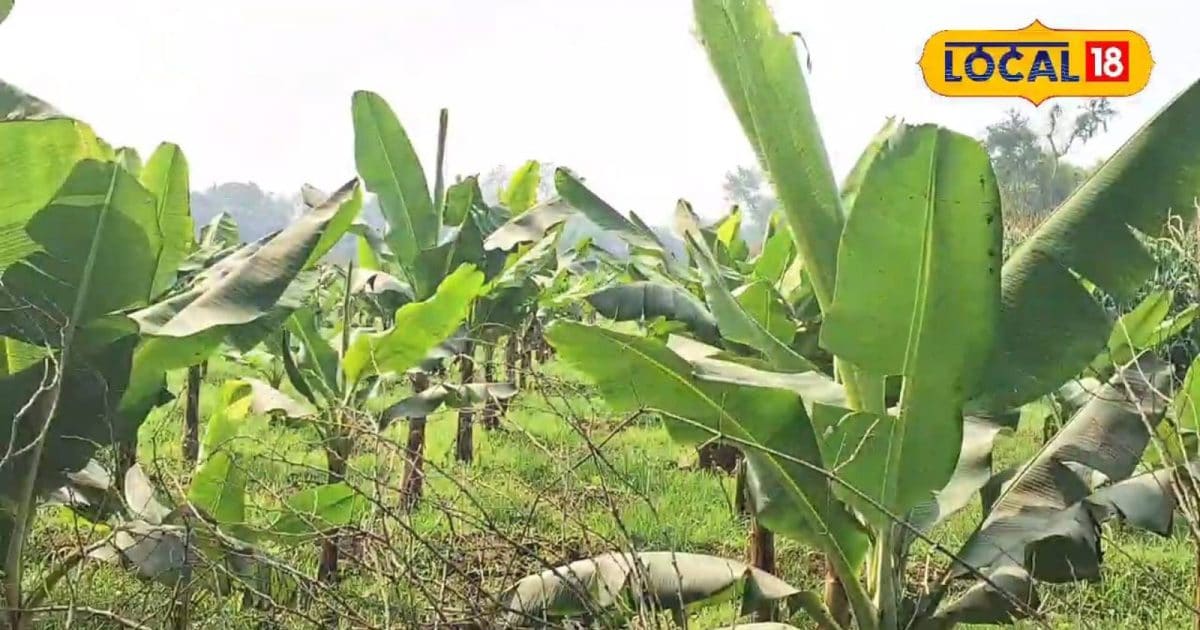 केला अनुसंधान केंद्र में 60 से ज्यादा किस्मों का संरक्षण और किसान ट्रेनिंग