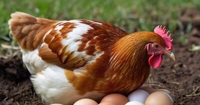 दुनिया का अंडों का बादशाह कौन? यह देश अरबों अंडे पैदा कर बना नंबर-1.