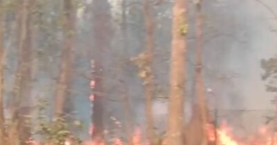 कोंडागांव-बलरामपुर के जंगलों में आग से हड़कंप  मचा हुआ है. 