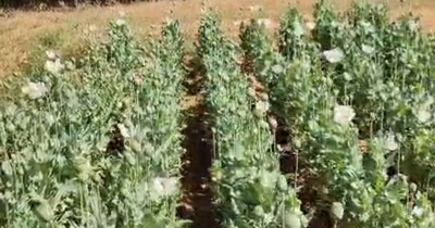 रायगढ़ में फिर अफीम की अवैध खेती, लैलूंगा के घटगांव में मचा हड़कंप