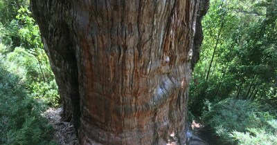 इस प्राचीन पेड़ के साथ खत्म हो सकता है पूरा अंडरग्राउंड इकोसिस्टम. (फाइल फोटो : रॉयटर्स) 