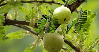 आंवला के फायदे और नुकसान. 