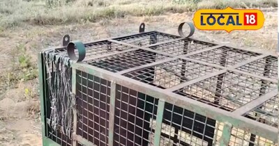 दौसा घूमणा गांव में पैंथर का आतंक और वन विभाग की कार्रवाई