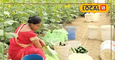 दौसा पॉलीहाउस खीरे की खेती सफलता की कहानी