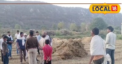 दौसा सिकराय पैंथर शावक की मौत न्यूज़