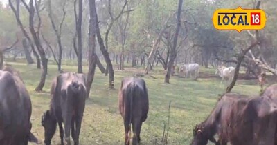 भैंस पालन