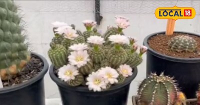 कैक्टस में उगा फूल