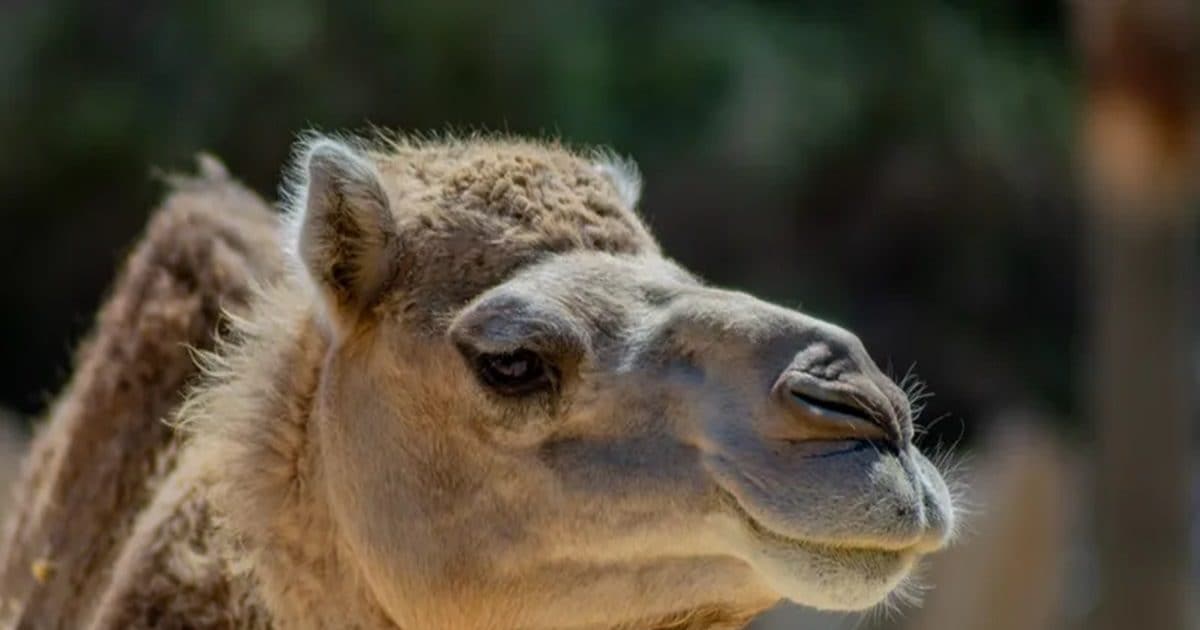 अब ऊंटों पर भी चढ़ा खूबसूरती का खुमार! Camel महोत्सव से निष्काषित हुए 20 ऊंट, करवा रखी थी ब्यूटी सर्जरी