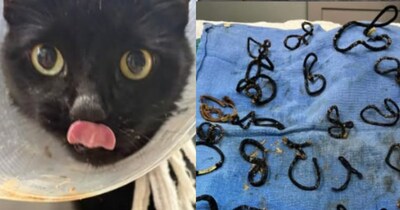 बिल्ली ने 26  हेयर टाई खा ली(फोटो: Facebook-HALO No-Kill Rescue Shelter)